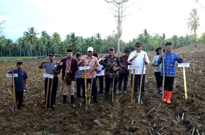 Sambut Peserta PENAS Petani dan Nelayan ke-XVII, Lahan GORR Ditanami Jagung